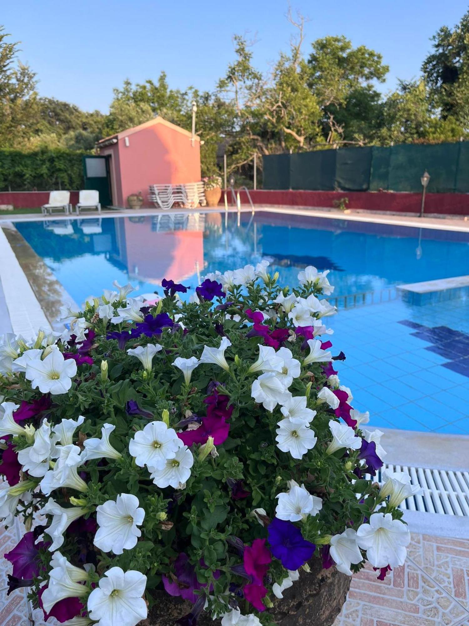 Gregory-Vassilis Apartments ذيسْخا المظهر الخارجي الصورة